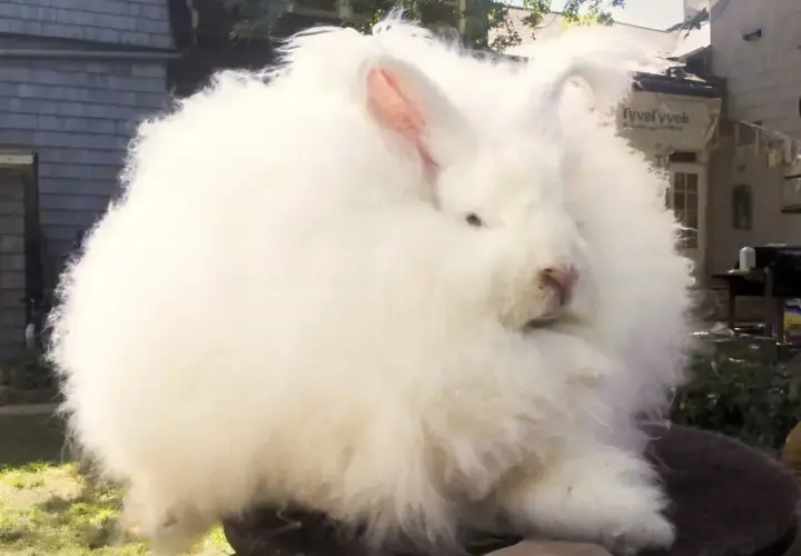 Puszysty królik rasy angora, niczym biała chmurka, siedzi na tle domu.
