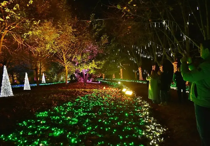 Un paseo nocturno entre luces de navidad, árboles iluminados y conos blancos que parecen nevados.