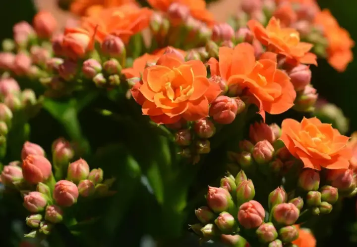 Pomarańczowe kwiaty kalanchoe, niektóre w pełni rozkwitłe, inne w pąkach, tworzą bujne skupisko.