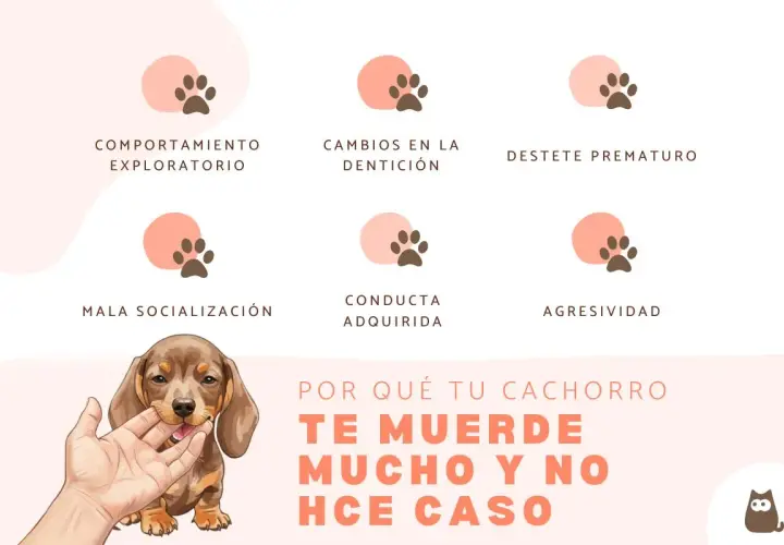 Un cachorro muerde mucho y no hace caso. El gráfico muestra las razones: comportamiento exploratorio, dentición, destete, mala socialización, conducta adquirida y agresividad.