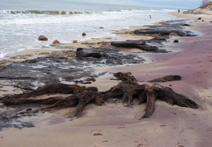 Korzenie drzewa na plaży, gdzie morze spotyka las. Fale obmywają kamienie, a piasek jest usiany śladami.