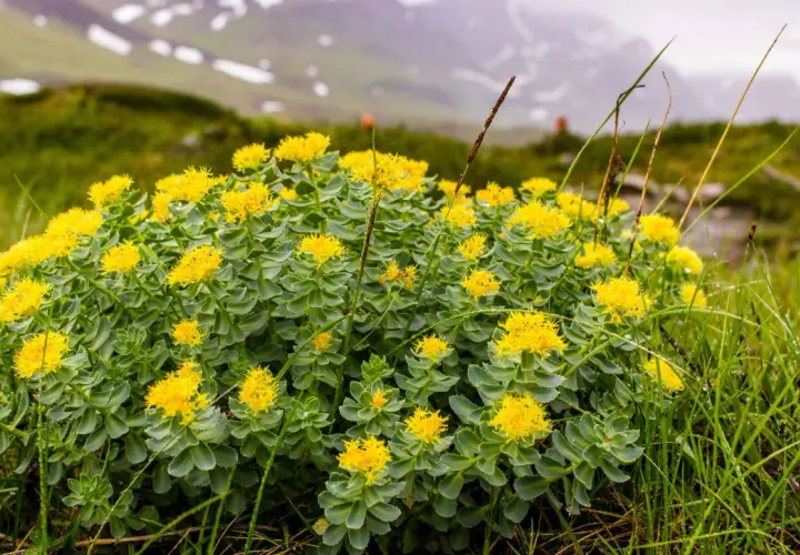 Rodiola in fiore su un prato alpino, perfetta per uno stomaco pieno o vuoto, con montagne nebbiose sullo sfondo.