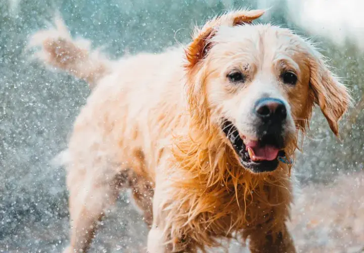 Czy Golden Retriever śmierdzi? Prawda o zapachu i jak mu zapobiec
