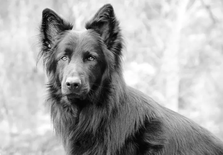 Czarny blue bay shepherd o przenikliwym spojrzeniu, z uszami postawionymi na sztorc, wygląda zza rozmytego tła.