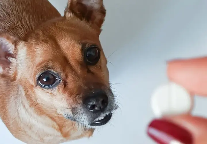 Mały piesek patrzy na tabletkę. Czy to ibuprofen dla psa?
