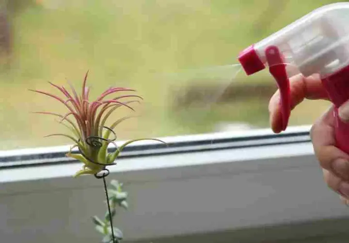Rociando agua sobre un clavel de aire, una planta que vive del aire y la humedad, para mantenerla hidratada.