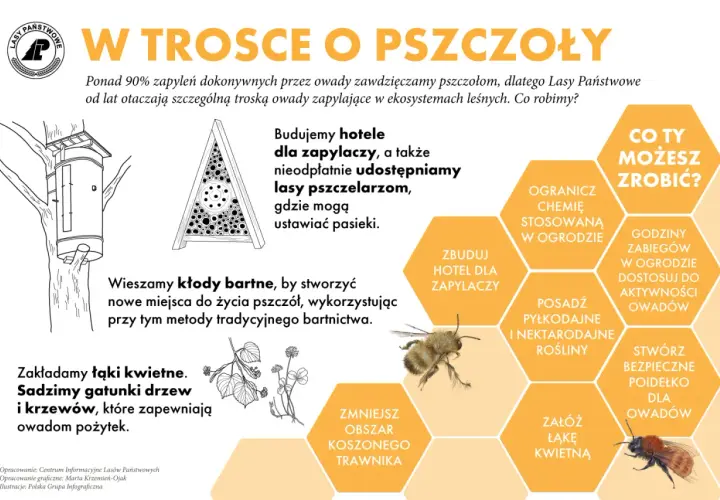 Lasy Państwowe budują hotele dla zapylaczy, tworząc im bezpieczne miejsca do życia. Możesz pomóc, sadząc rośliny miododajne.