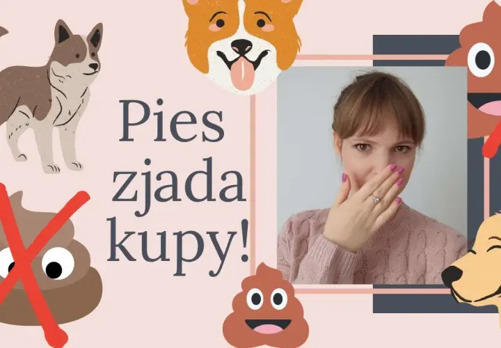 Jak oduczyć szczeniaka jedzenia kupy i uniknąć nieprzyjemności