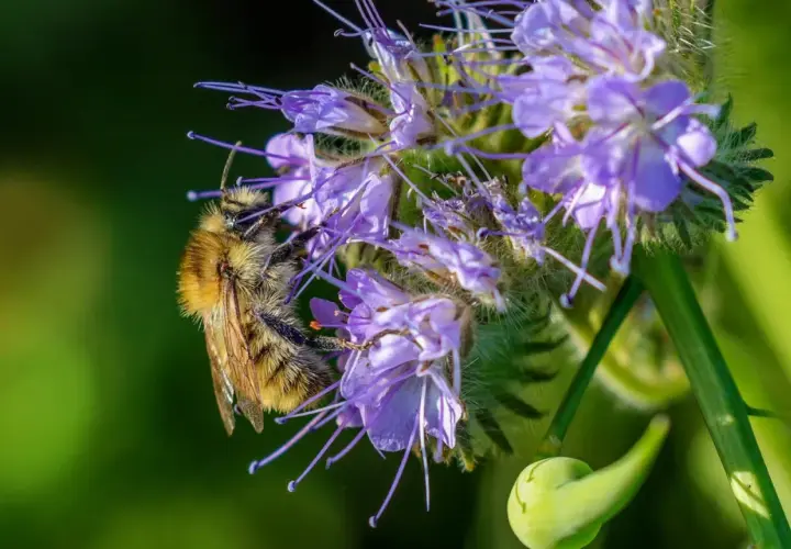 Eine Biene sammelt Nektar auf einer lila Blüte. Die Phacelia Aussaat blüht und lockt Insekten an.