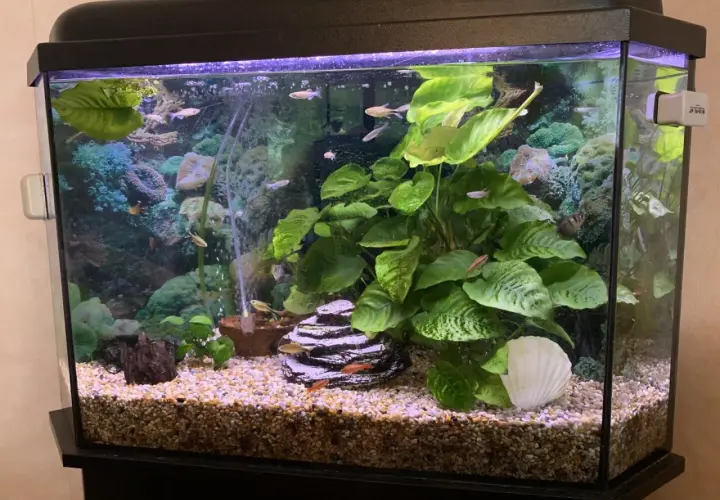 Fiskar simmar i ett välskött akvarium med växter och dekorationer, redo för ett vattenbyte.