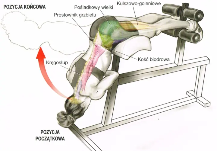 Anatomia ćwiczenia na klatce rzymskiej, pokazująca pracę mięśni prostownika grzbietu i pośladkowego wielkiego.