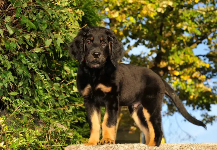 Ein junger Hovawart Hund steht auf einem Stein vor grünem Laub und gelben Bäumen.