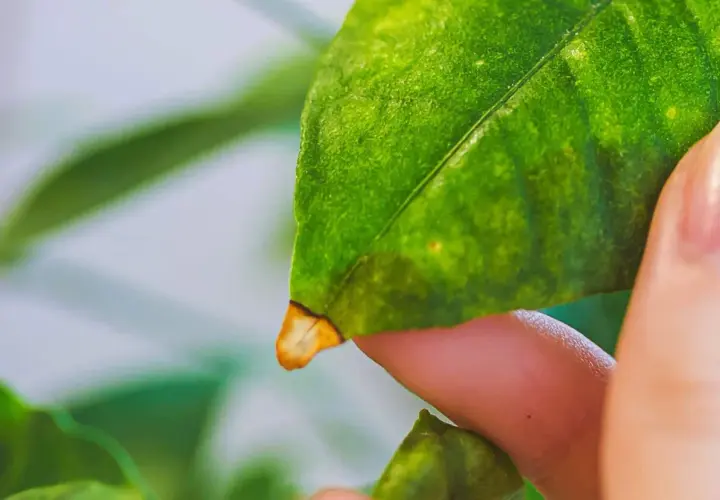 Un doigt examine une feuille de citronnier, révélant une pointe jaunie.