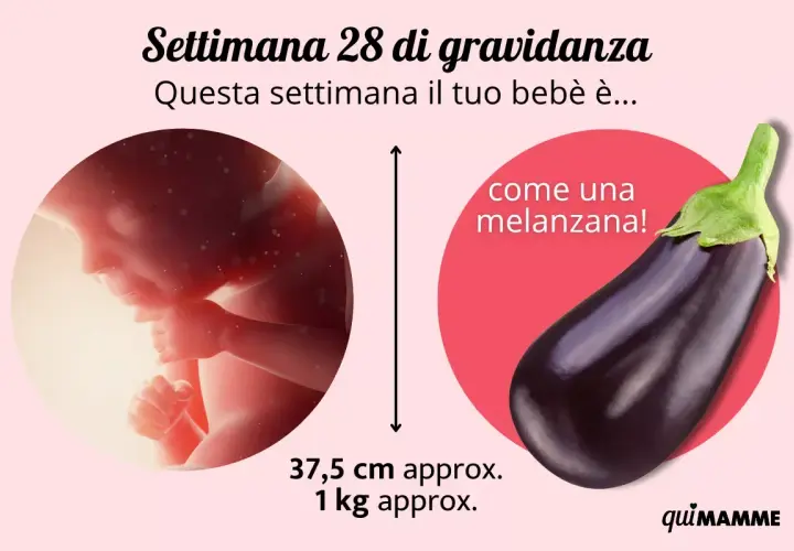 Feto di 28 settimane, grande come una melanzana, lungo circa 37,5 cm e pesante 1 kg.