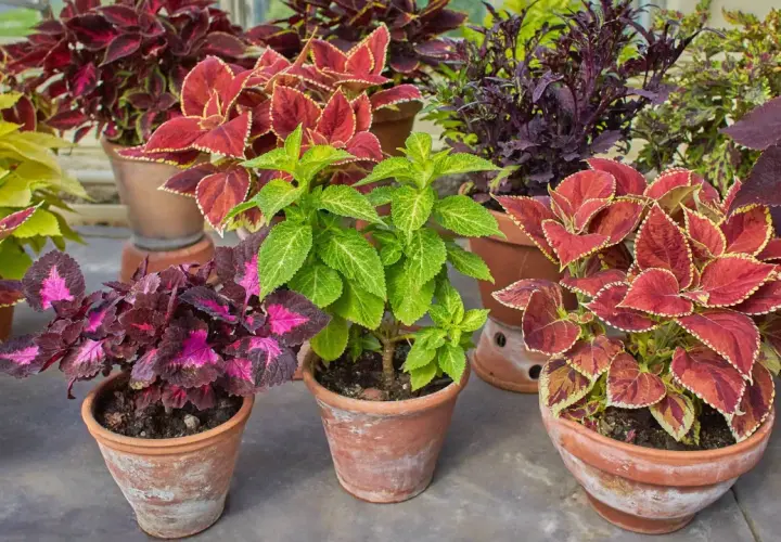 En samling färgglada palettblad utomhus i terrakottakrukor. Bladen har nyanser av rött, lila, rosa och grönt.