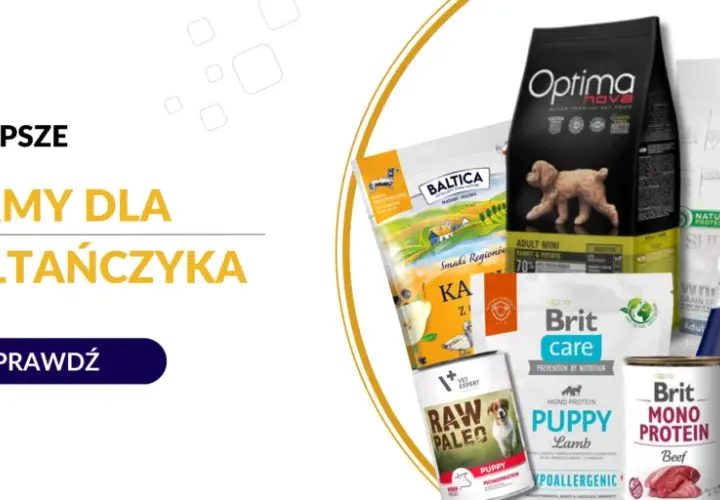 Jaka karma dla szczeniaka maltańczyka zapewni zdrowy rozwój?