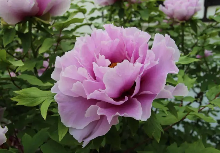 Magnifique pivoine rose aux pétales ondulés, symbole de la saison des pivoines.