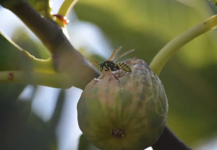Vespa del fico in azione, un esempio di impollinazione naturale.