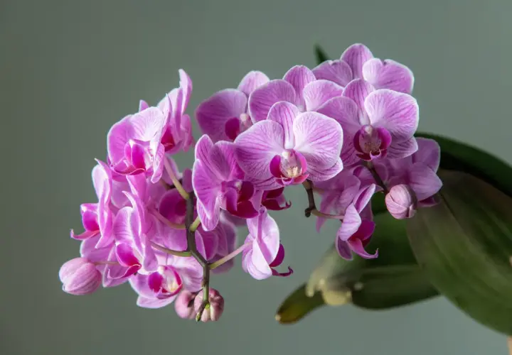 Kwitnący storczyk, czyli piękna orchidea, zachwyca delikatnymi, różowymi płatkami z prążkami.