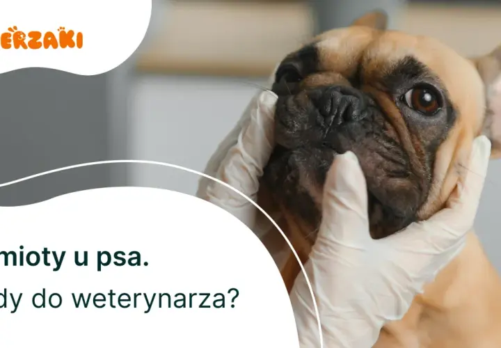 Pies wymiotuje: Kiedy do weterynarza? Lista objawów alarmowych