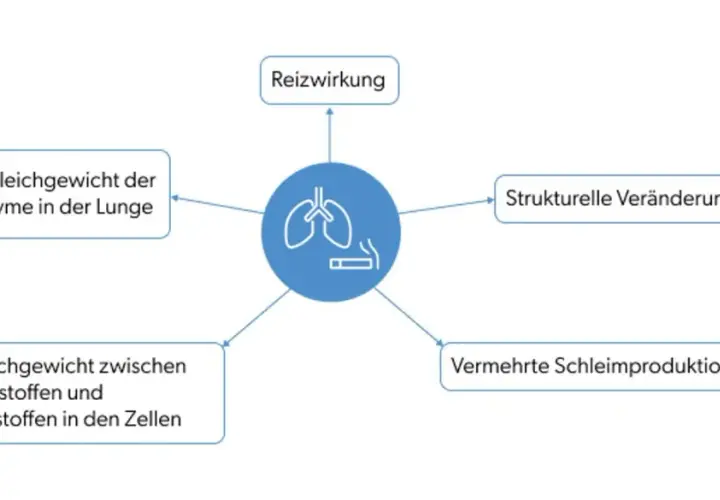 Schema zeigt, wie Rauchen zu COPD führt: Reizung, Ungleichgewicht von Enzymen/Schadstoffen, strukturelle Lungenveränderungen & vermehrte Schleimproduktion.