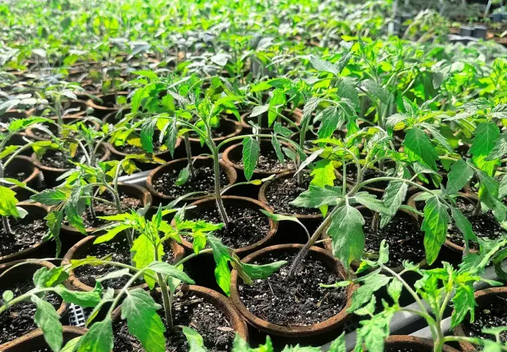 Viele junge Tomatenpflanzen wachsen in kleinen Töpfen in einem Gewächshaus.