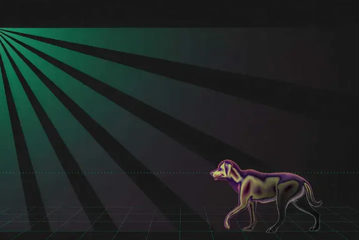 Sensor de alarma para mascotas. Un perro camina en un área de baja sensibilidad, evitando la detección.