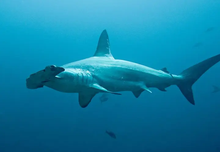 Un majestuoso tiburón martillo nada en aguas azules profundas, con su distintiva cabeza en forma de martillo mirando hacia la izquierda.
