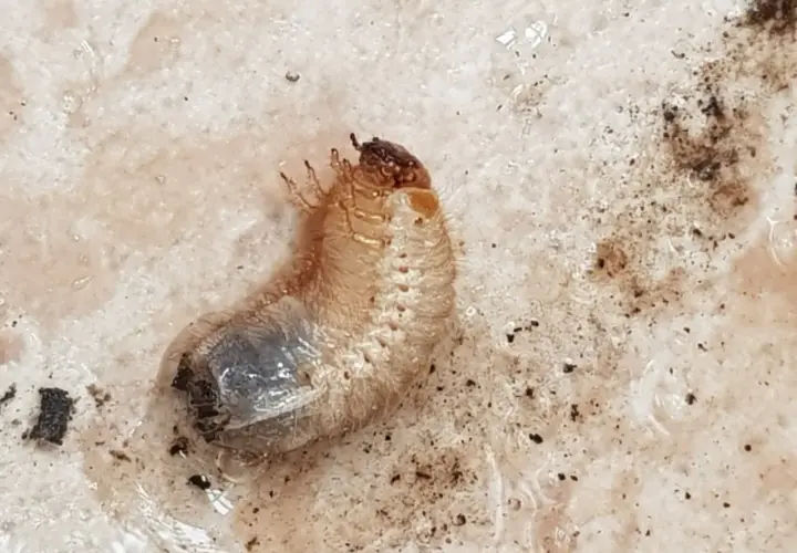 Un insetto bianco e paffuto, una larva, si muove nella terra umida dei vasi, pronto a trasformarsi.