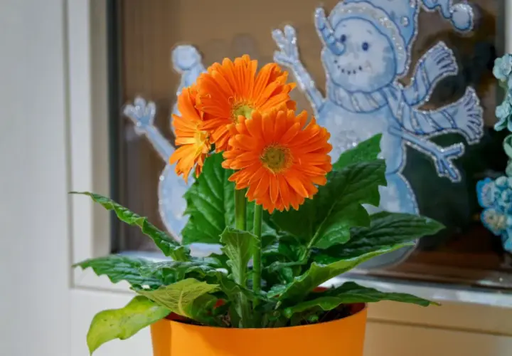 Pomarańczowa gerbera doniczkowa kwitnie na tle zimowych ozdób okiennych ze śnieżynkami.