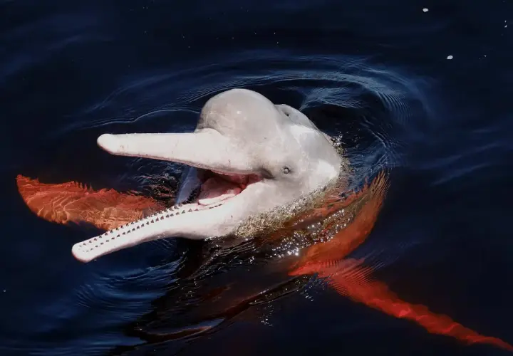 Uśmiechnięty, różowy delfin wynurza się z ciemnej wody, ukazując swoje zęby i pomarańczowe płetwy.