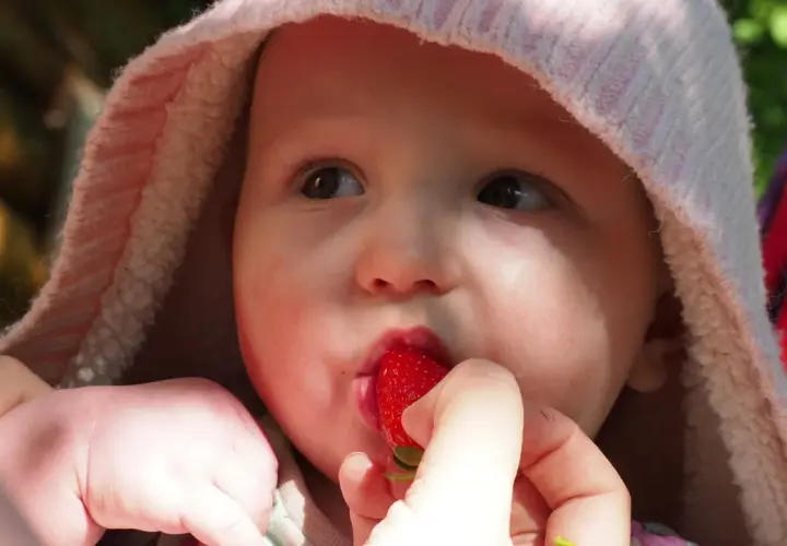 Malutkie rączki podają soczystą truskawkę do buzi niemowlaka. Słodkie pierwsze smaki.