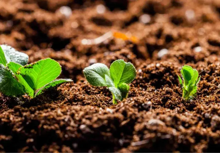 Germogli verdi spuntano da un terriccio senza torba, promettendo una nuova vita.