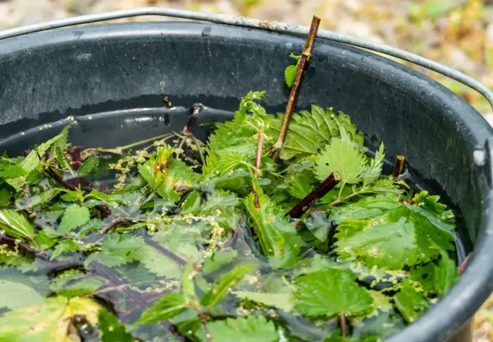 Wiadro z pokrzywami do gnojówki. Pamiętaj, czego nie podlewać gnojówką z pokrzyw, by nie zaszkodzić roślinom.