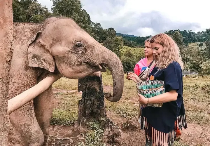 Besuch einer thailand elefanten auffangstation. Ein Elefant streckt seinen Rüssel nach Futter aus, das ihm zwei Frauen reichen.
