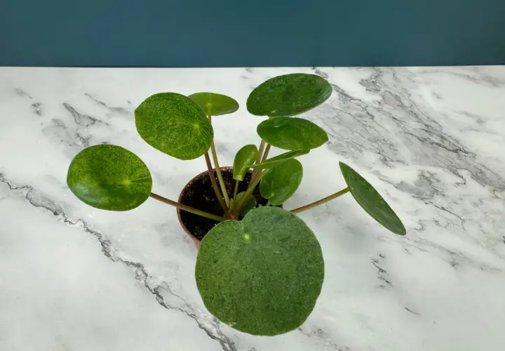 En krukväxt med runda, gröna blad som liknar myntablad. Bladen på denna pilea mojito har en marmorerad, ljusgrön textur.
