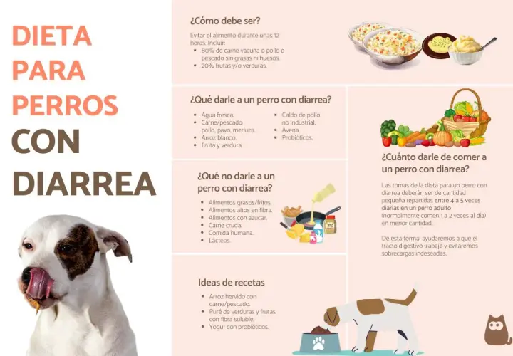 Guía para saber como cortar la diarrea a un perro: qué darle, qué evitar y recetas.