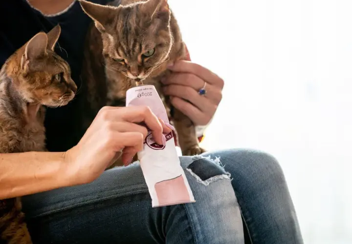 Gato curioso prueba pasta de malta para gatos de un tubo. Otro gato espera pacientemente.