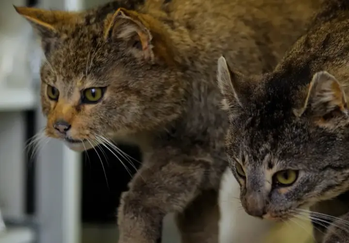 Zwei Katzen, eine mit wilderem Fell, die andere ein Hauskatze hybrid, blicken neugierig in die Ferne.