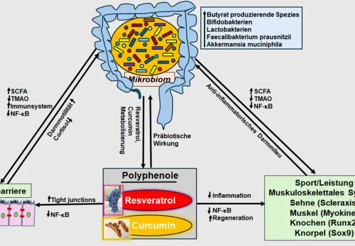 Polyphenole wie Resveratrol und Curcumin beeinflussen das Mikrobiom und die Darmbarriere. Ihre Wirkung kann Entzündungen reduzieren und die Regeneration fördern.