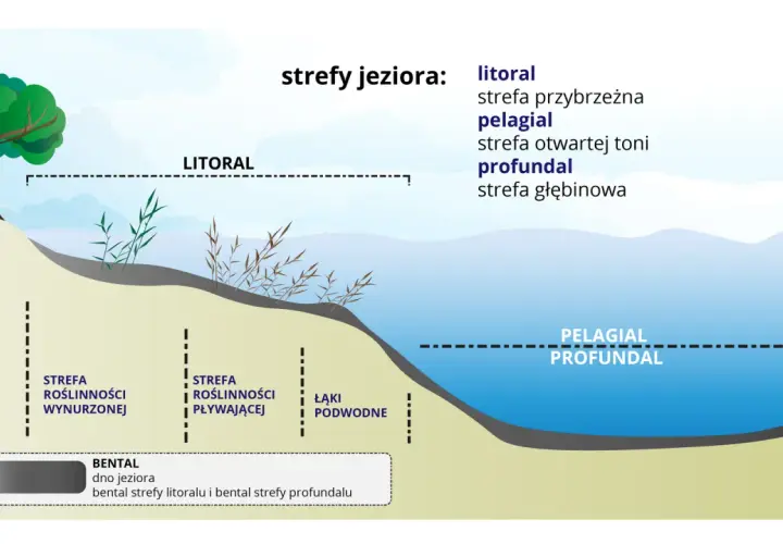Ilustracja przedstawia strefy jeziora: litoral z roślinnością wynurzoną i pływającą, pelagial i profundal.
