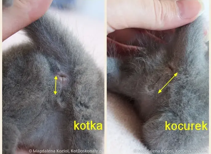 Rozpoznaj płeć kotka: Odległość i kształt to klucz!
