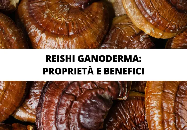 Reishi Ganoderma: proprietà e benefici. Funghi medicinali noti per i loro effetti positivi sulla salute.