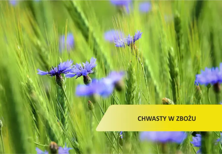 Chwast w zbożu: Jak skutecznie zwalczać i chronić plony?