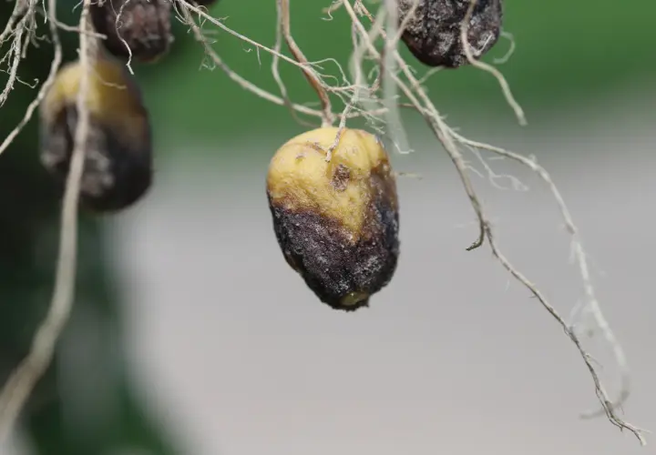 Petites pommes de terre jaunies et brunies, atteintes par un parasite, avec des racines fines.