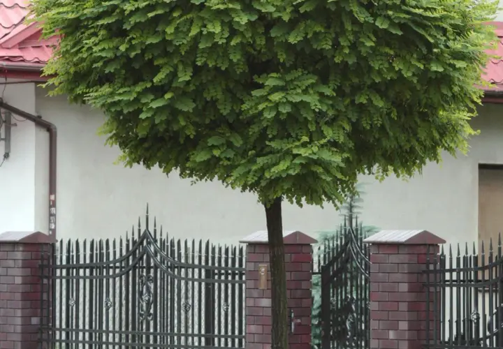 Kula zieleni robinia akacjowa umbraculifera, ozdobna roślina o gęstej koronie, rośnie za ozdobnym, metalowym ogrodzeniem.