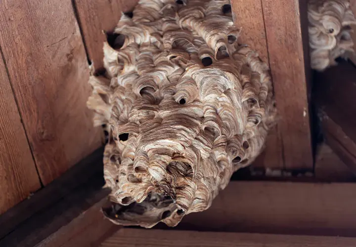 Detailaufnahme eines Hornissen Nestbaus unter Holzbalken. Die Wabenstruktur ist aus papierartigem Material gefertigt.