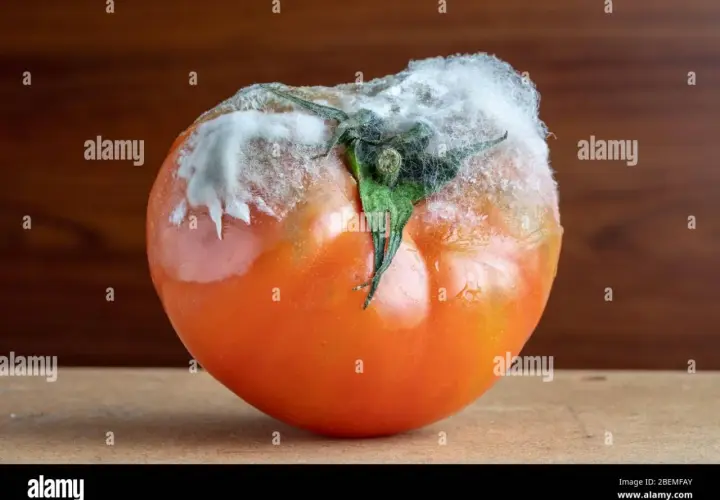 Pomodoro con botrite, muffa bianca e grigia che ricopre il picciolo e parte del frutto.