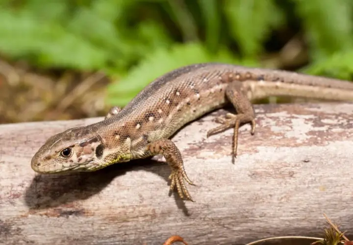 Lagartija de campo descansando sobre un tronco. ¿Cuanto vive una lagartija? Depende de la especie, pero suelen ser longevas.