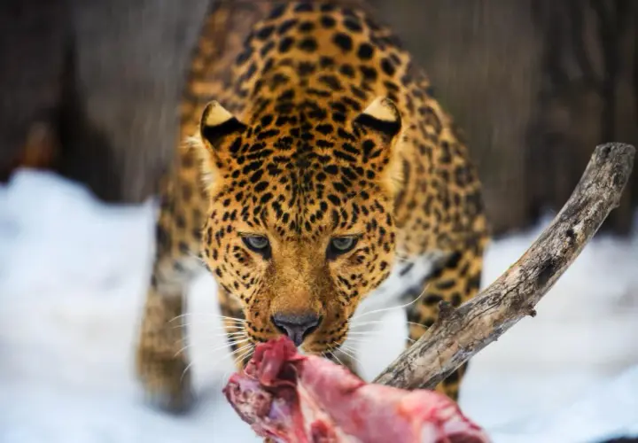Leopardo con su pelaje moteado, comiendo carne cruda en la nieve. Así es como comen los leopardos.